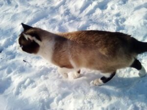 Сиамский кот